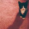 《大笨猫：伍尔利斯反击》免安装正式版下载发布
